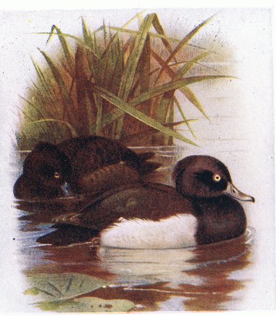 Tufted Duck by Archibald Thorburn